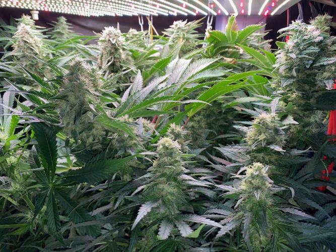 Diesel lover. Week 15