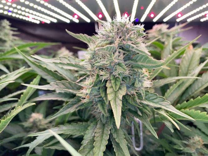 Diesel lover. Week 15