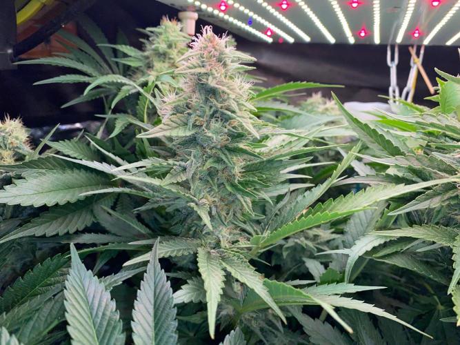 Diesel lover. Week 15