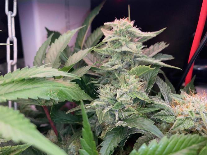 Diesel lover. Week 15