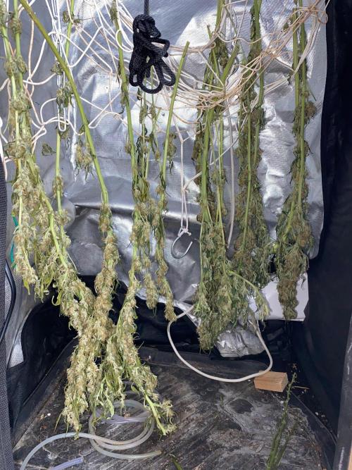 Diesel lover. Week 15