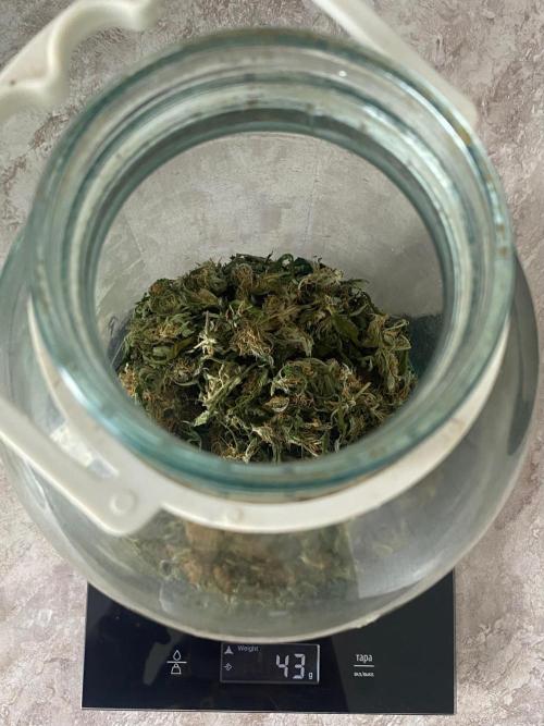 Diesel lover. Week 14