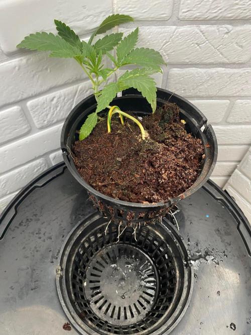 Durban Poizon Indoor. Week 3