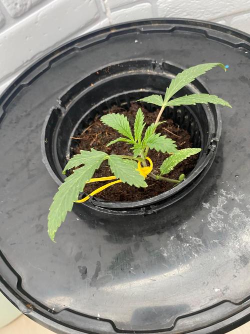 Durban Poizon Indoor. Week 3