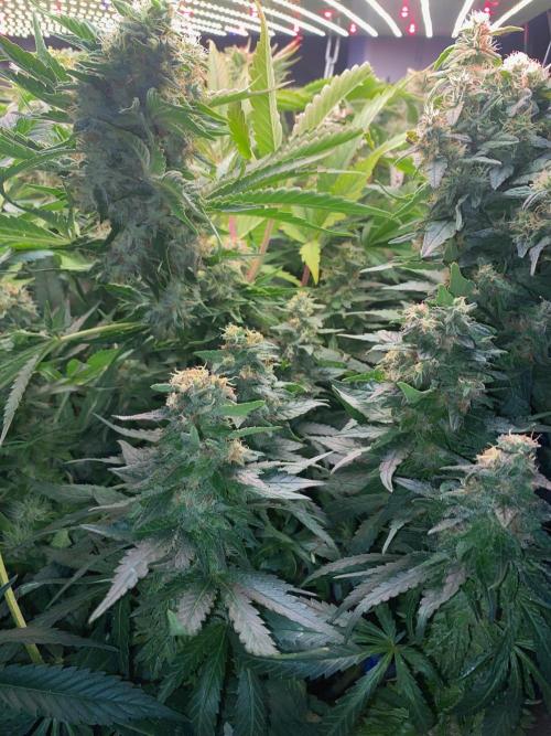 Diesel lover. Week 16