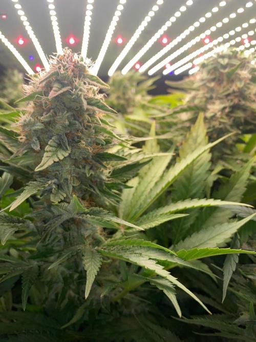 Diesel lover. Week 16