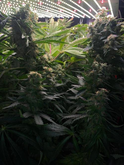 Diesel lover. Week 16