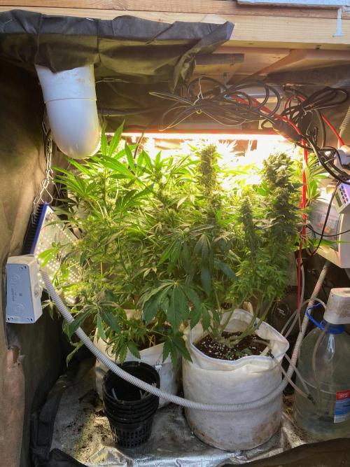 Diesel lover. Week 17