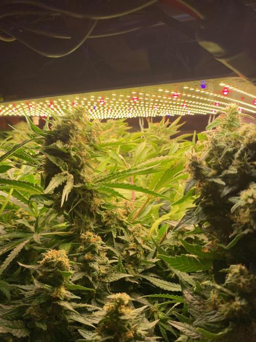 Diesel lover. Week 17