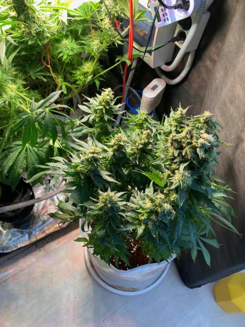 Diesel lover. Week 17