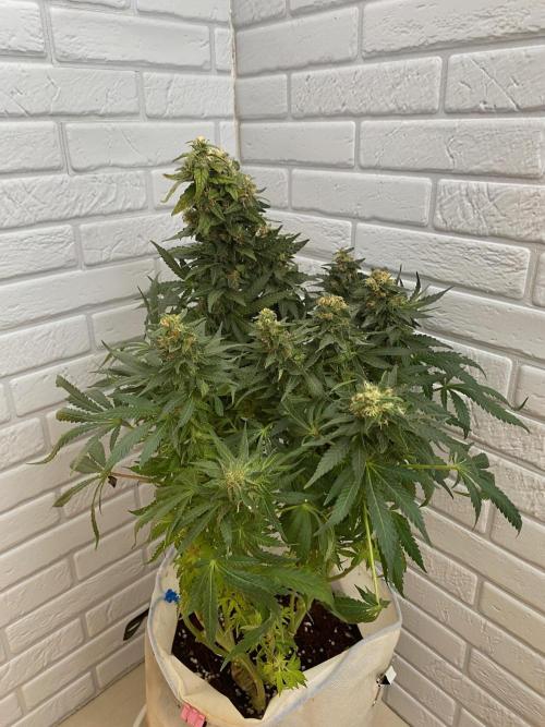 Diesel lover. Week 17