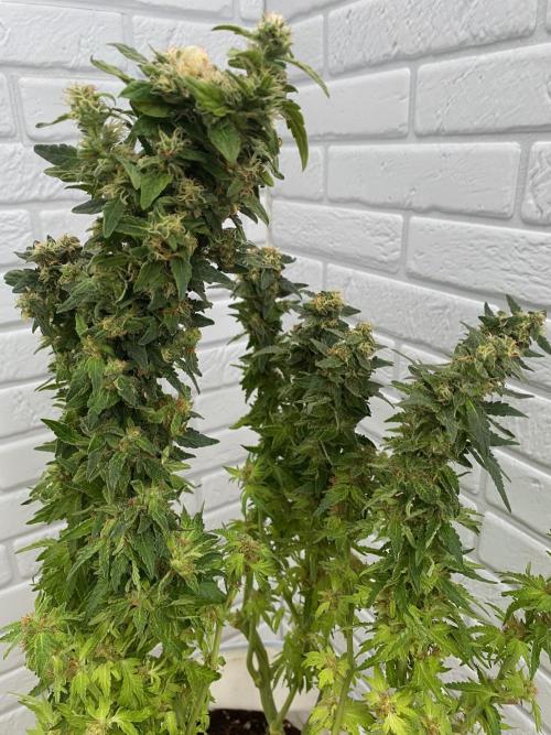 Diesel lover. Week 17