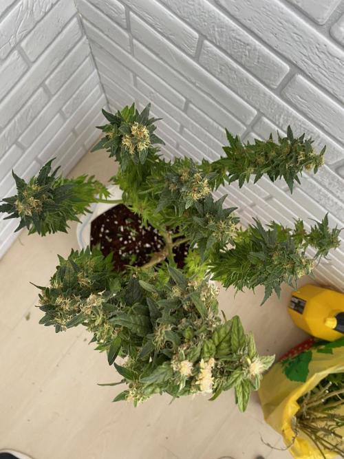 Diesel lover. Week 17