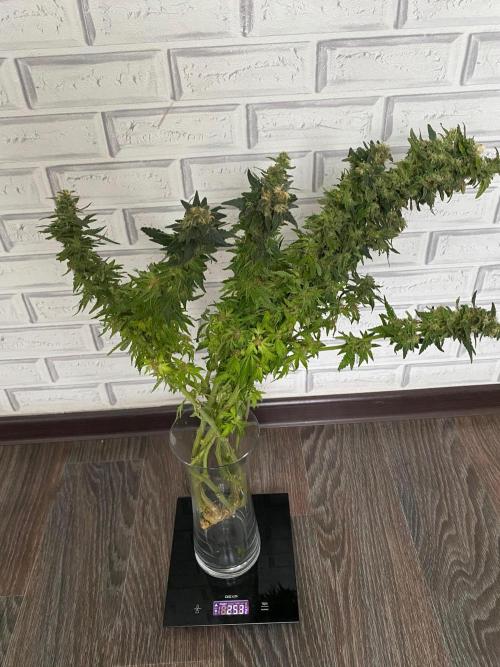 Diesel lover. Week 17