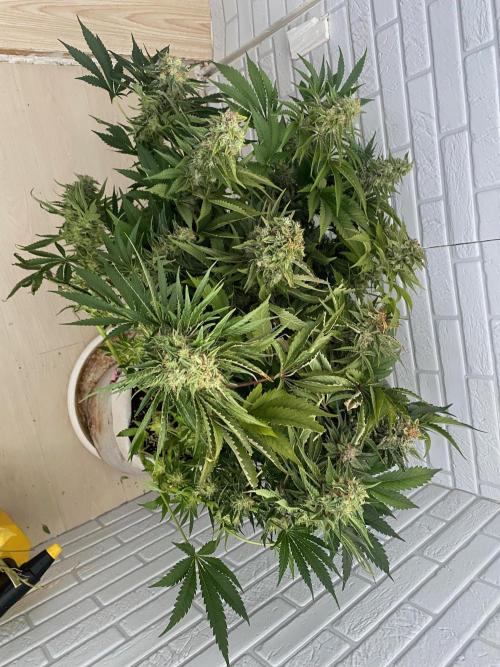 Diesel lover. Week 17