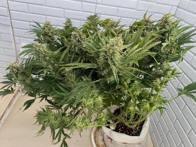 Diesel lover. Week 17