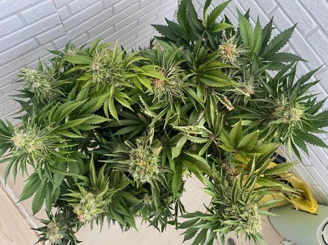 Diesel lover. Week 17