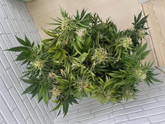 Diesel lover. Week 17