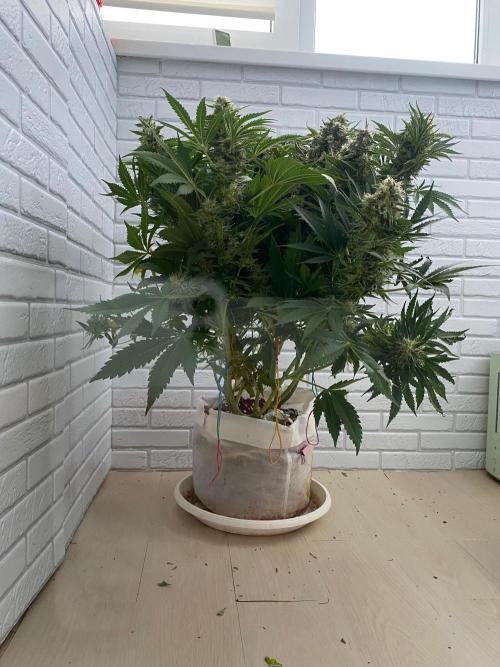 Diesel lover. Week 17