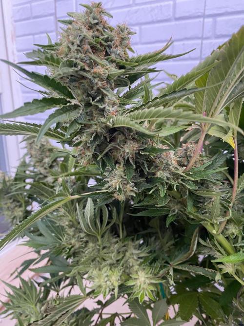 Diesel lover. Week 17