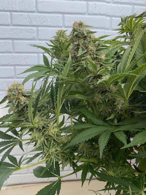 Diesel lover. Week 17