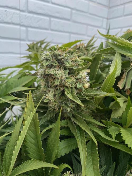 Diesel lover. Week 17