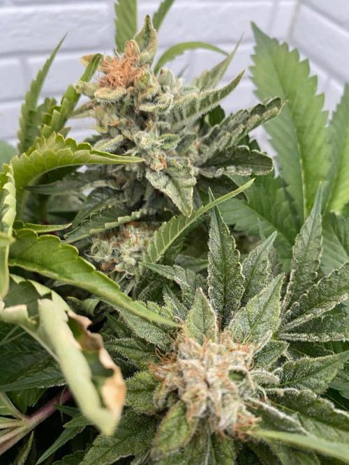 Diesel lover. Week 17