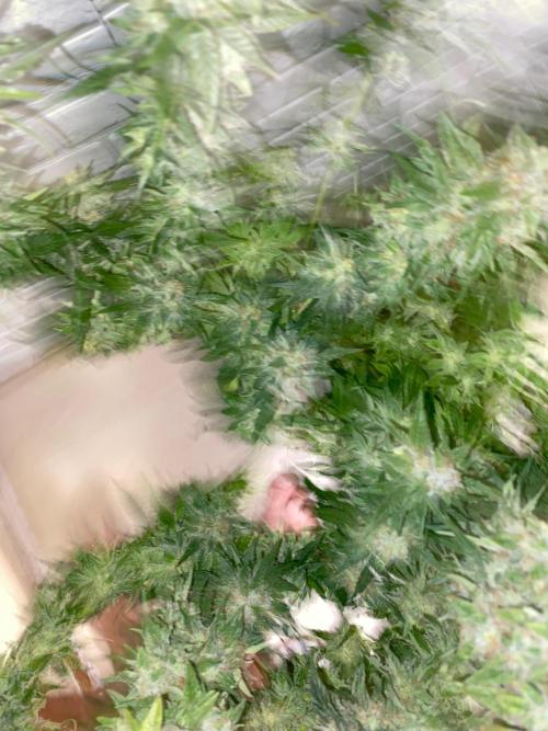 Diesel lover. Week 17