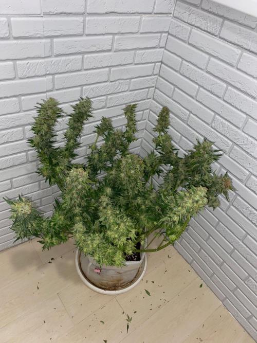 Diesel lover. Week 17