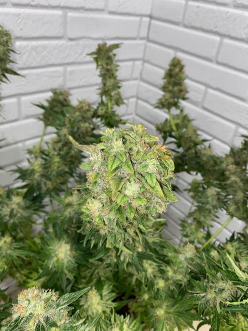 Diesel lover. Week 17