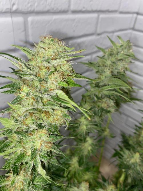 Diesel lover. Week 17