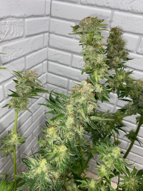 Diesel lover. Week 17