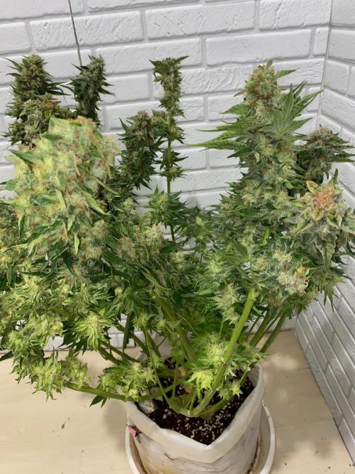 Diesel lover. Week 17