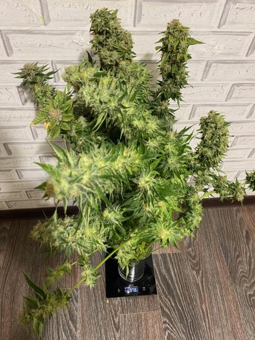 Diesel lover. Week 17