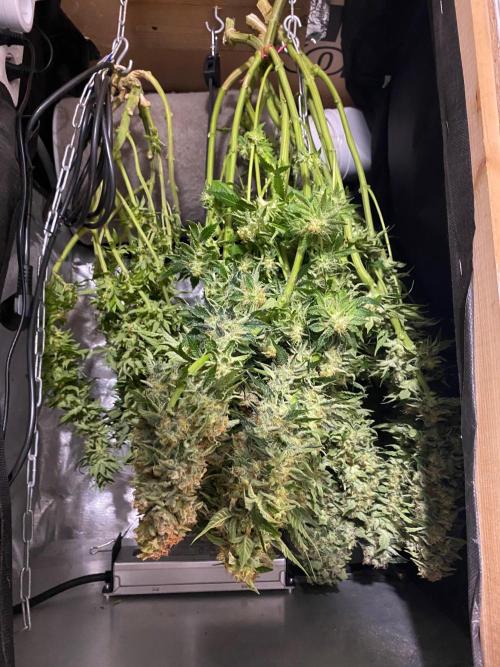 Diesel lover. Week 17