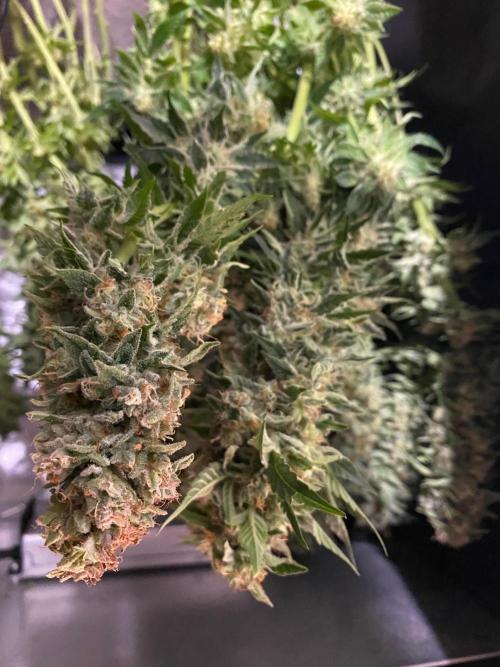 Diesel lover. Week 17