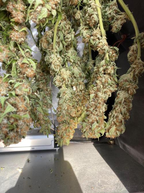 Diesel lover. Week 17