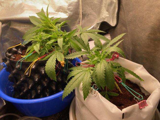 Durban Poizon Indoor. Week 5