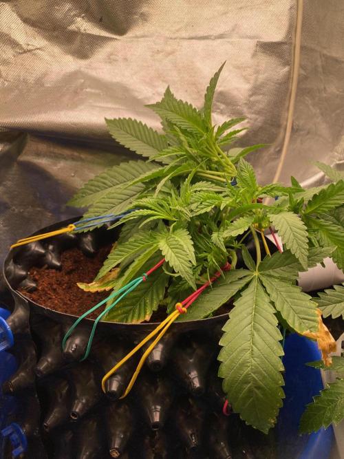 Durban Poizon Indoor. Week 5