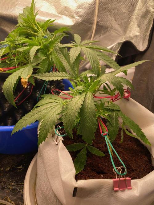 Durban Poizon Indoor. Week 5