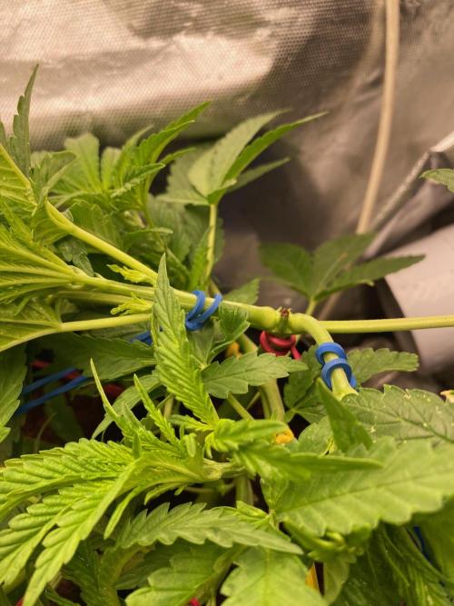 Durban Poizon Indoor. Week 5