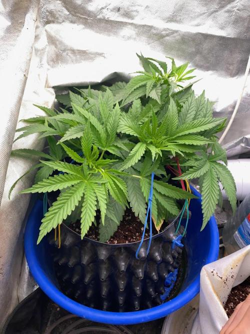 Durban Poizon Indoor. Week 6