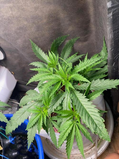 Durban Poizon Indoor. Week 6