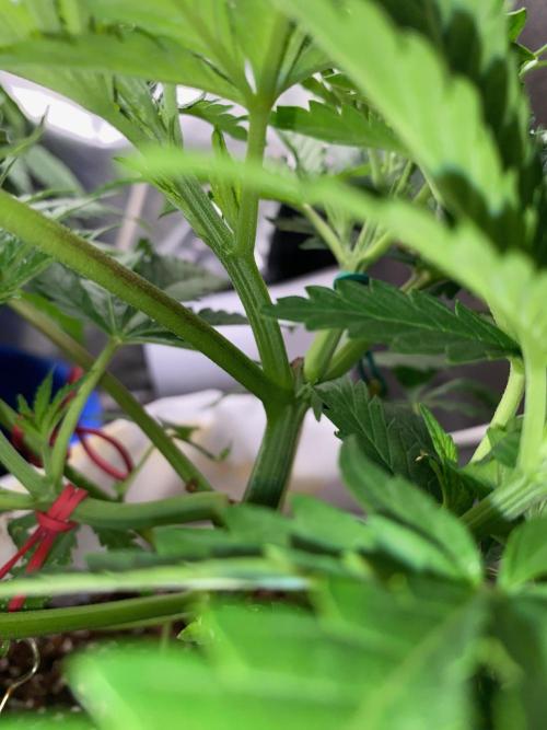 Durban Poizon Indoor. Week 6