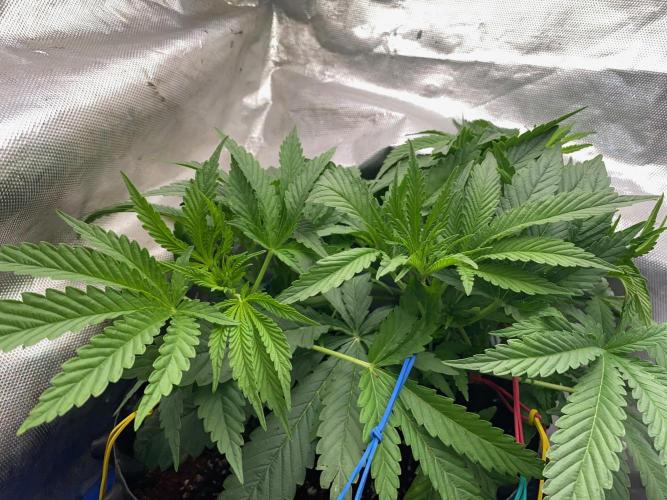 Durban Poizon Indoor. Week 6