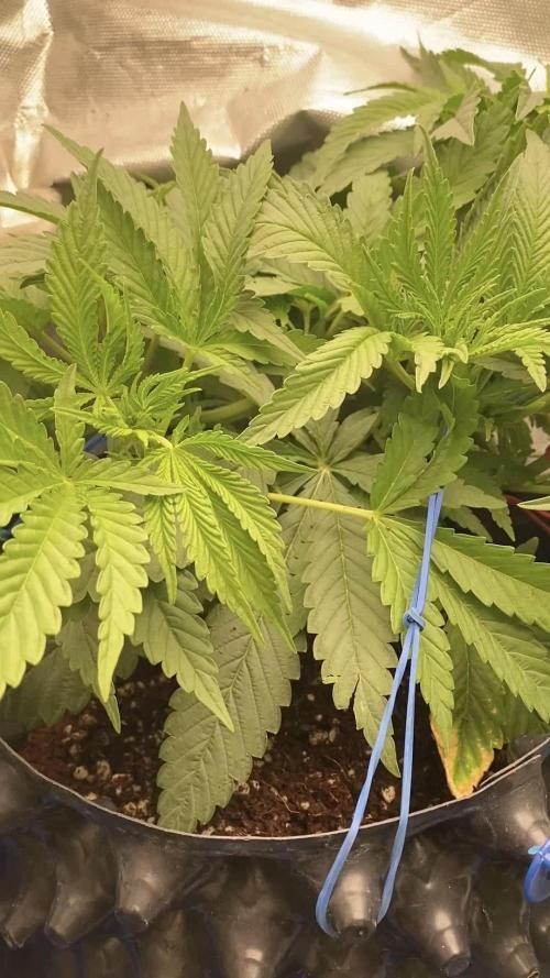 Durban Poizon Indoor