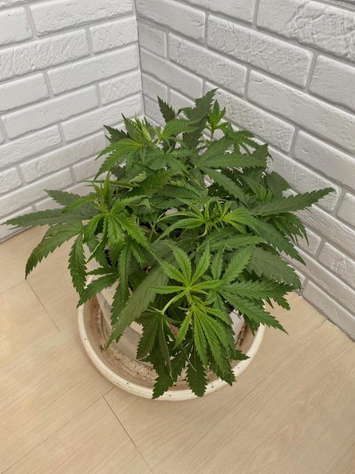 Durban Poizon Indoor. Week 6 - D47-1