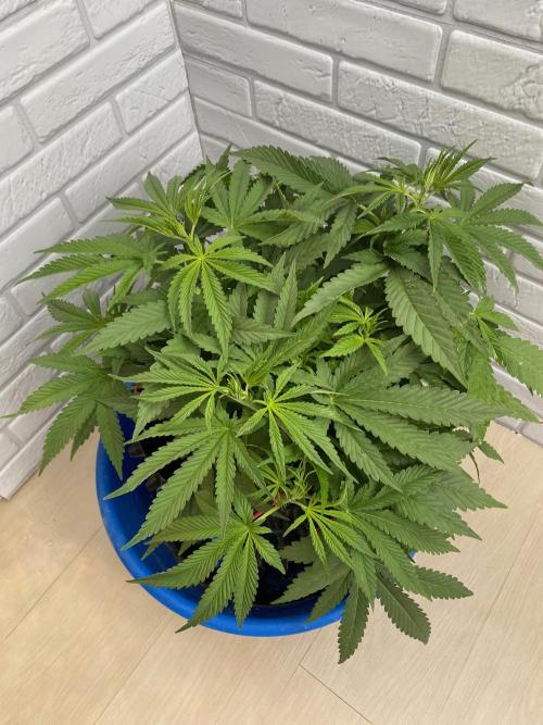 Durban Poizon Indoor. Week 6 - D47-2