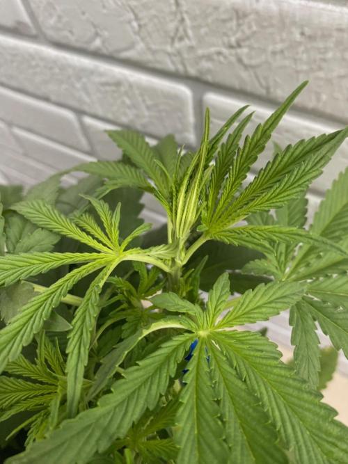 Durban Poizon Indoor. Week 6 - D47-3