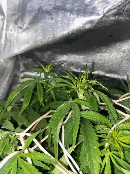 Durban Poizon Indoor. Week 7